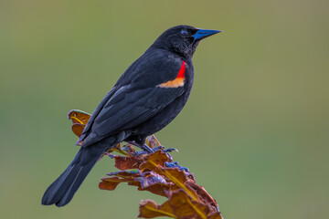 Red-winged Blackbird male perched on a leaf