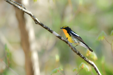 初夏から夏に高原の森で見られる黄色とオレンジが美しい野鳥キビタキ