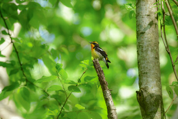 初夏の高原の森を彩る美しい黄色とオレンジの野鳥、人気者の渡り鳥キビタキ