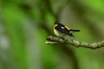 初夏の高原の森を彩る美しい黄色とオレンジの野鳥、人気者の渡り鳥キビタキ