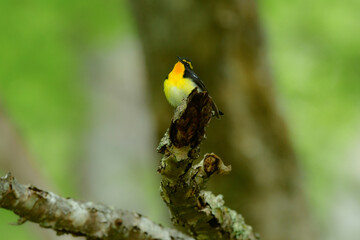 初夏の高原の森を彩る美しい黄色とオレンジの野鳥、人気者の渡り鳥キビタキ