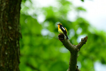 初夏の高原の森を彩る美しい黄色とオレンジの野鳥、人気者の渡り鳥キビタキ