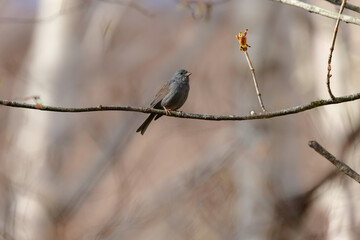 初夏に高原の森で見られる灰色のかわいらしい小鳥、クロジ