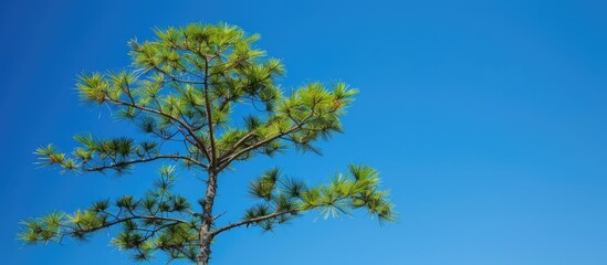 Fototapeta premium A scenic view featuring an Araucariaceae pine tree with pine leaves against a backdrop of a clear blue sky in a copy space image.