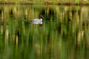 緑と赤茶色の頭が美しい、冬に公園で見られる身近な野鳥、コガモ
