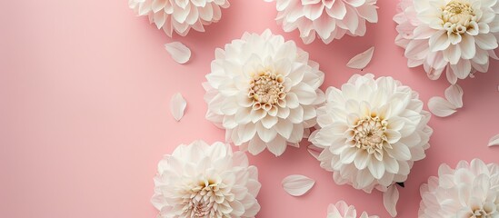 A summer and autumn-themed concept featuring a floral composition of white dahlias on a pink backdrop with a flat lay style, viewed from the top, providing space for additional images.