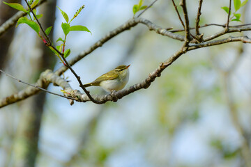春に日本の雑木林や高原の森に渡来する小さな緑色の小鳥、センダイムシクイ