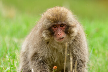 長野県の地獄谷温泉近くで見られる人懐っこい、好奇心旺盛な野生のニホンザル