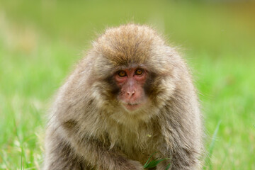 長野県の地獄谷温泉近くで見られる人懐っこい、好奇心旺盛な野生のニホンザル