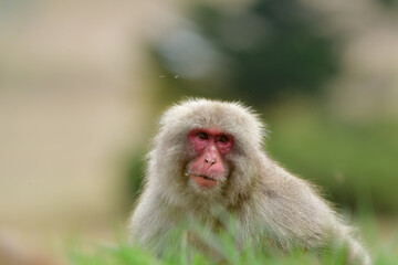 Naklejka premium 長野県の地獄谷温泉近くで見られる人懐っこい、好奇心旺盛な野生のニホンザル