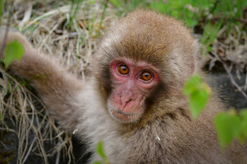 Naklejka premium 長野県の地獄谷温泉近くで見られる人懐っこい、好奇心旺盛な野生のニホンザル