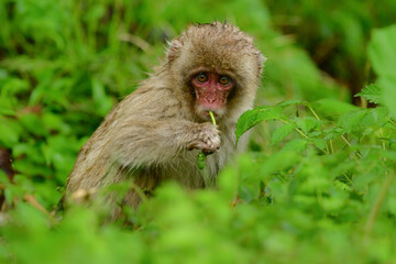 長野県の地獄谷温泉近くで見られる人懐っこい、好奇心旺盛な野生のニホンザル