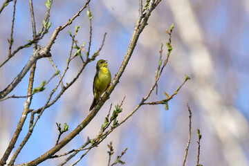 新緑の高原の森で見られる小さなかわいい小鳥、日本固有種のノジコ