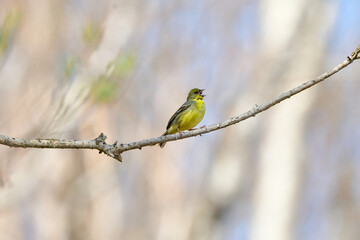 新緑の高原の森で見られる小さなかわいい小鳥、日本固有種のノジコ