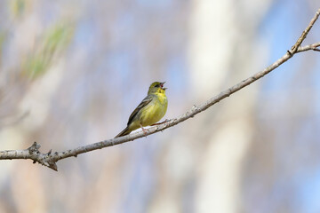 新緑の高原の森で見られる小さなかわいい小鳥、日本固有種のノジコ