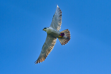 岩場で繁殖する草原のハンター、飛ぶ姿もかっこいい猛禽類のハヤブサ