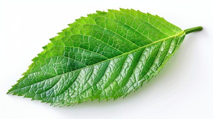 Obraz premium Tea Leaf isolated on transparent background, old botanical illustration 