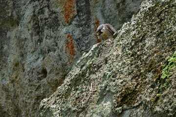 岩場で繁殖する草原のハンター、飛ぶ姿もかっこいい猛禽類のハヤブサ