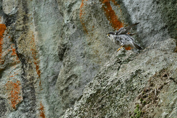 岩場で繁殖する草原のハンター、飛ぶ姿もかっこいい猛禽類のハヤブサ