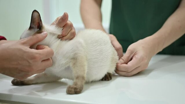 Footage of doctor giving a shot of vaccine injection to a Siamese cat. All cats need a few basic vaccines to stay healthy and prevent some serious diseases.