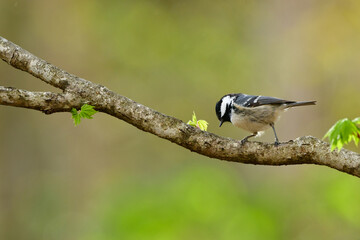 八ヶ岳や上高地の亜高山帯の針葉樹の森で見られる愛嬌あるかわいらしい小鳥ヒガラ