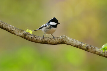 Naklejka premium 八ヶ岳や上高地の亜高山帯の針葉樹の森で見られる愛嬌あるかわいらしい小鳥ヒガラ