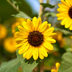 gerbera flower growing in the garden