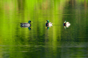 公園の池で子育てする身近な野鳥、緑色が美しいマガモ