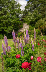 Castle Grounds, a public park in Reigate, Surrey, UK. While the castle no longer exists, the pretty gardens are a pleasant place to walk in the centre of Reigate.