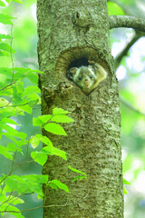 くりくりした目がとてもかわいい森の生き物むささびのこども