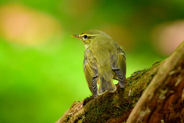 亜高山帯や高原の森に住む緑色をした小さなかわいらしい小鳥メボソムシクイ