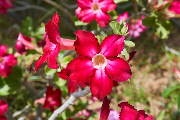 Obraz premium adenium flowers grow in the desert of Abu Dhabi