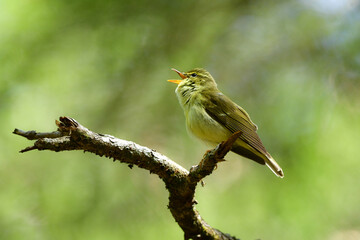亜高山帯や高原の森に住む緑色をした小さなかわいらしい小鳥メボソムシクイ