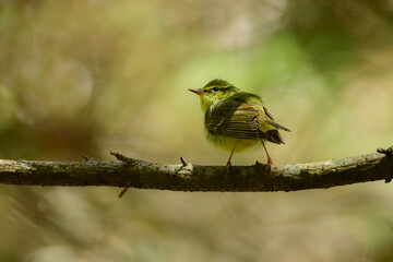 春に日本の雑木林や高原の森に渡来する小さな緑色の小鳥、センダイムシクイ