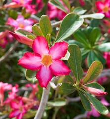 adenium flowers grow in the desert of Abu Dhabi