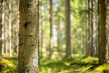 close up of pine tree in  beatiful green forest scenery