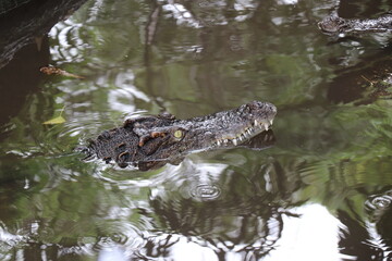 Crocodiles in zoos are amphibians.