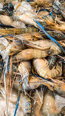 Fresh shrimp for cooking, food concept