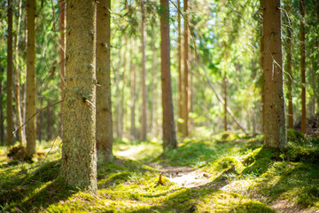 close up of pine tree in  beatiful green forest scenery