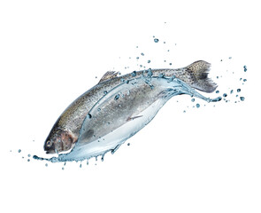 Sea Trout with splashes of water isolated on a white background