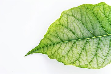 Fototapeta premium green leaf