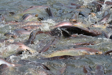 Obraz premium Many fish in the water. Freshwater fishing