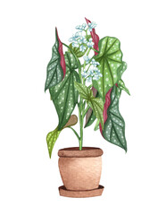 Spotted Begonia. Watercolor potted plant. Houseplant illustration isolated on white.
