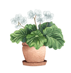 White Kalanchoe. Watercolor potted plant. Houseplant illustration isolated on white.