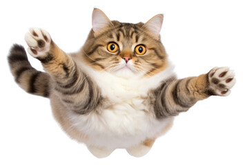 Obraz premium PNG Cat mammal animal kitten.