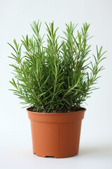 Rosemary, herb for cooking