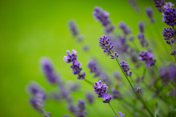 Lavender in green background
