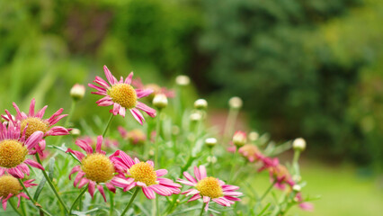 Small colorful flowers in the garden