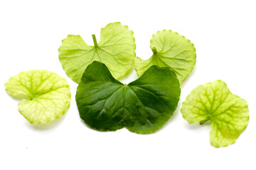 Centella asiatica leaves, Fresh herb plant