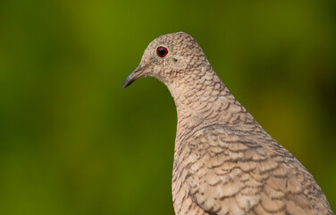 Inca Dove Close rp